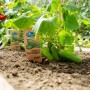 Exotenherz Gurkenpflanze Snack Cucumber im Gartenbeet mit reifen Gurken und Pflanzenetikett.