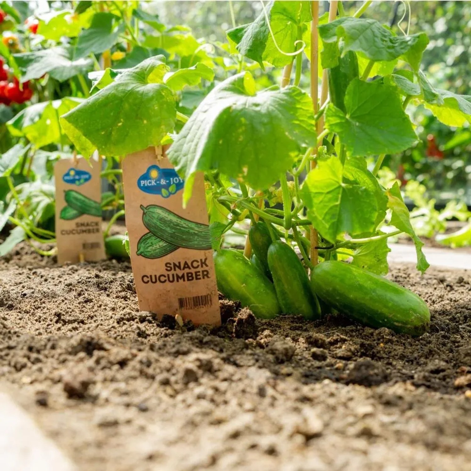 Exotenherz Gurkenpflanze Snack Cucumber im Gartenbeet mit reifen Gurken und Pflanzenetikett.