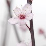 Nahaufnahme einer zarten, hellrosa Blüte der Blutpflaume (Prunus Cerasifera Nigra).