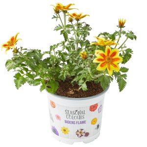 Goldmarie 'Blazing Star' im Topf, gelb-orange Blüten, ca. 15 cm hoch. Sommerblüher für Garten und Balkon.