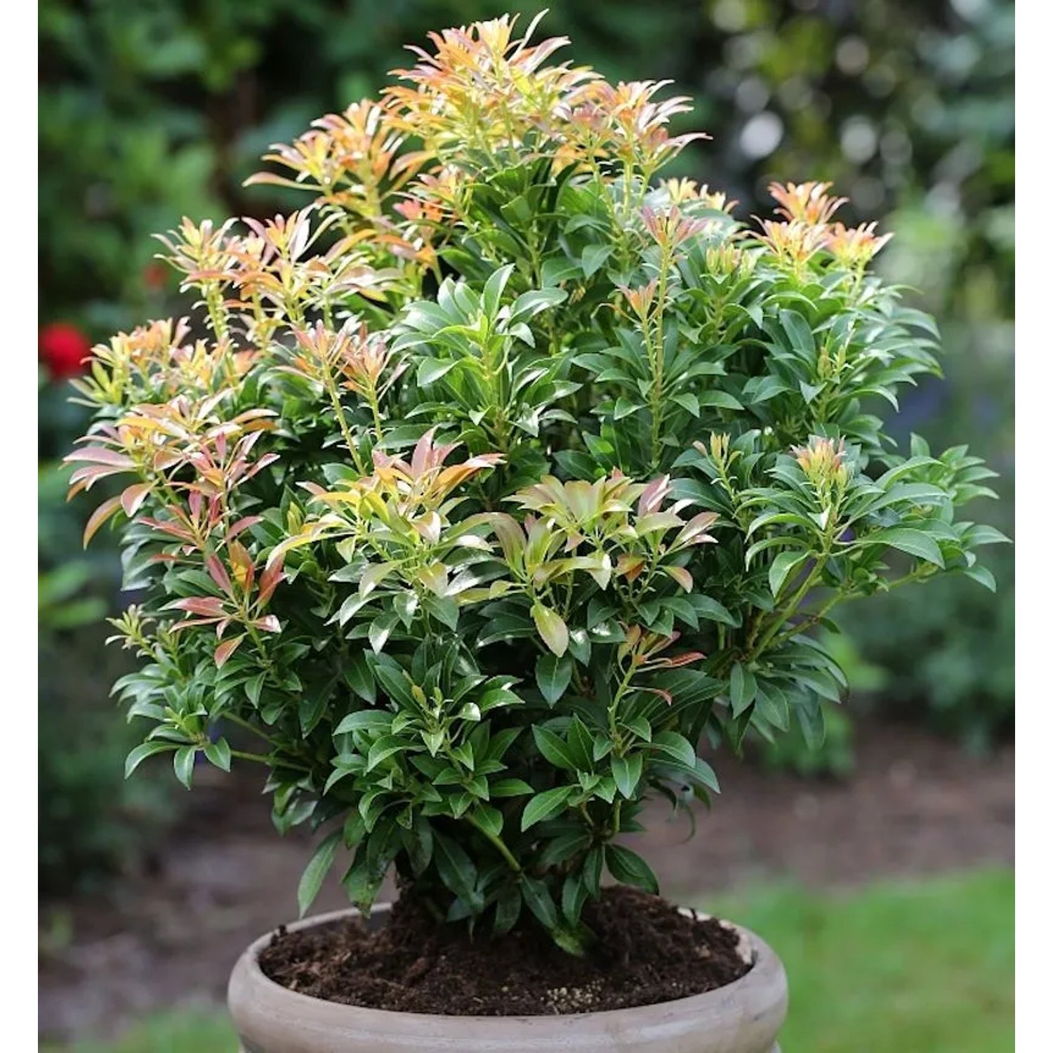 Schattenglöckchen Lavendelheide Passion 20-25cm - Pieris japonica günstig online kaufen