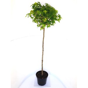 Pflanzen-Boering Kugel-Amberbaum auf Stamm, ca. 170-180cm hoch, im Topf.