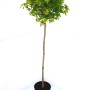 Pflanzen-Boering Kugel-Amberbaum auf Stamm, ca. 170-180cm hoch, im Topf.
