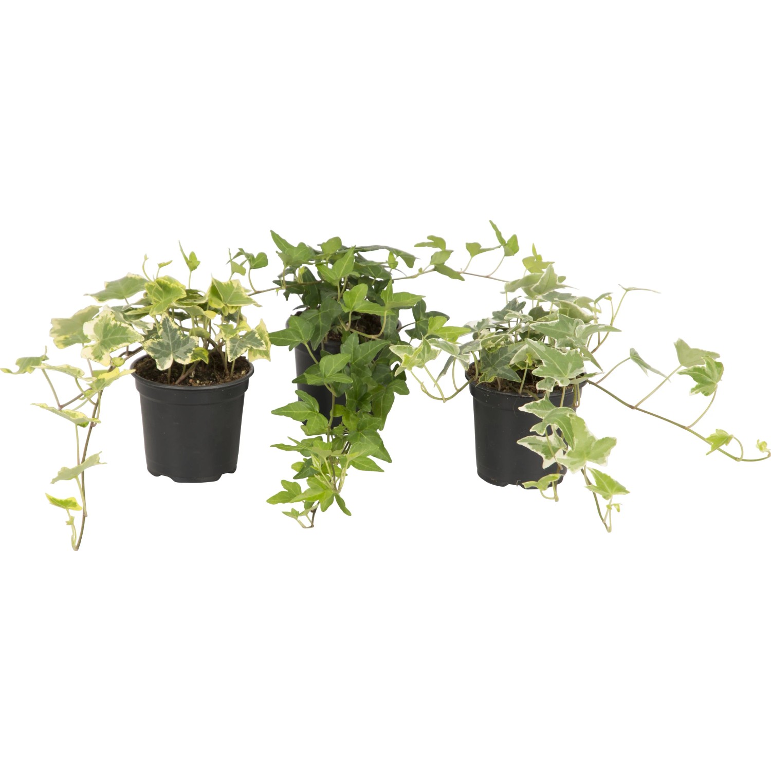 Hedera helix Efeu Bodendecker immergrn winterhart Topf- 8,5 cm kaufen bei  OBI