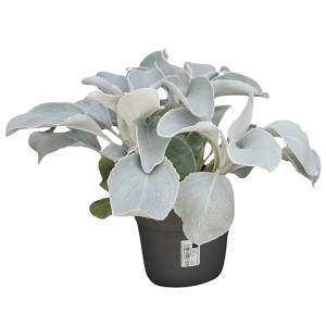 Greiskraut Angel Wings im Topf, silbrige Blattschmuckpflanze für Frühjahrsbepflanzung.