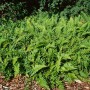 Buschiger Tüpfelfarn (Polypodium Vulgare) im 9x9 cm Topf als Bodendecker.