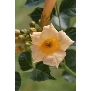 Nahaufnahme einer gelben Trompetenblume (Campsis Radicans Golden Trumpet) mit grünen Blättern.