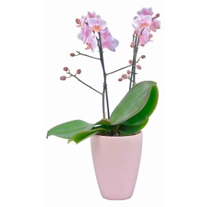 Rosa Schmetterlingsorchidee (Phalaenopsis) im Keramiktopf. Elegante Zimmerpflanze mit zarten Blüten.