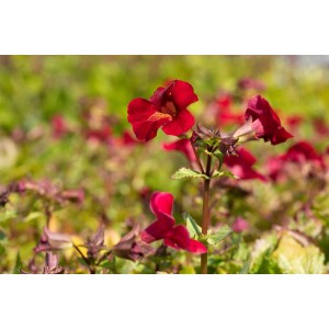 Leuchtend rote Gauklerblume 'Roter Kaiser' im 9x9 cm Topf. Blühende Zimmerpflanze für Beet und Kübel.