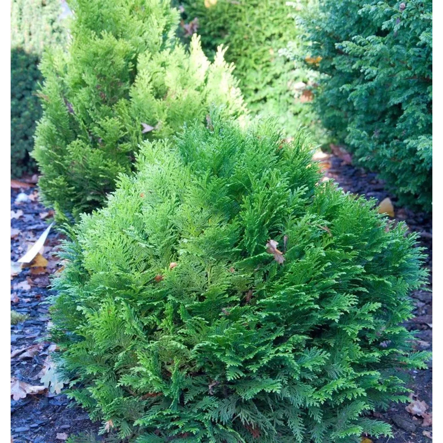 Blaue Zwergkugelzypresse Minima Glauca 15-20cm - Chamaecyparis,awsoniana