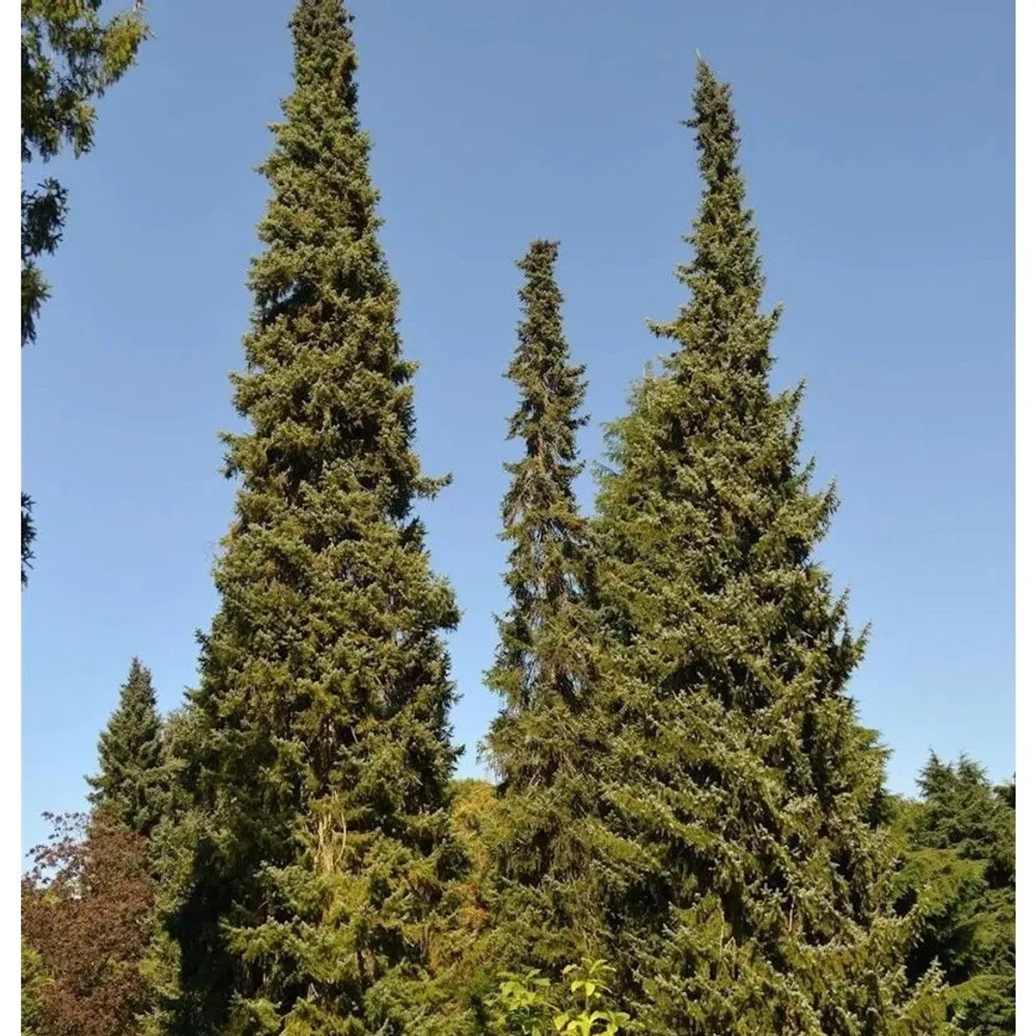 Serbische Fichte 40-60cm - Picea omorika