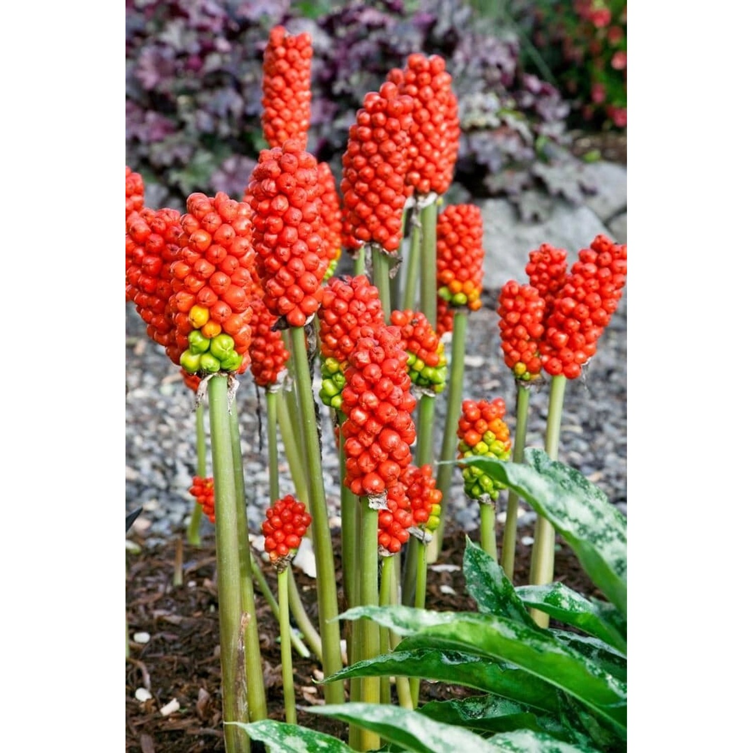 Arum Italicum Italienischer Aronstab Ca. 9x9 cm Topf günstig online kaufen