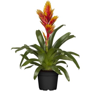 GROW by OBI Vriesea Intenso Orange im Topf, eine exotische Blühpflanze mit gelb-orangen Hochblättern.