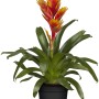 GROW by OBI Vriesea Intenso Orange im Topf, eine exotische Blühpflanze mit gelb-orangen Hochblättern.