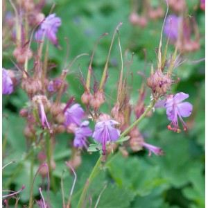 Balkan-Storchschnabel 'Camce' (Geranium macrorrhizum) mit zartrosa Blüten und grünen Blättern.