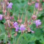 Balkan-Storchschnabel 'Camce' (Geranium macrorrhizum) mit zartrosa Blüten und grünen Blättern.