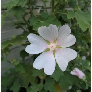 Buschmalve White Angel - Lavatera Olbia