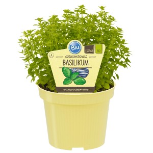 Blu Bio-Griechisches Basilikum im Topf, kleine Blätter, kompakter Wuchs.