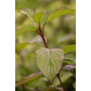 Nahaufnahme: Cornus Alba Hartriegel mit grünen Blättern und rotem Stiel.