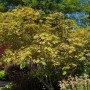 Japanischer Ahorn 'Aconitifolium', 160 cm Stammhöhe, mit grünem Laub im Garten.