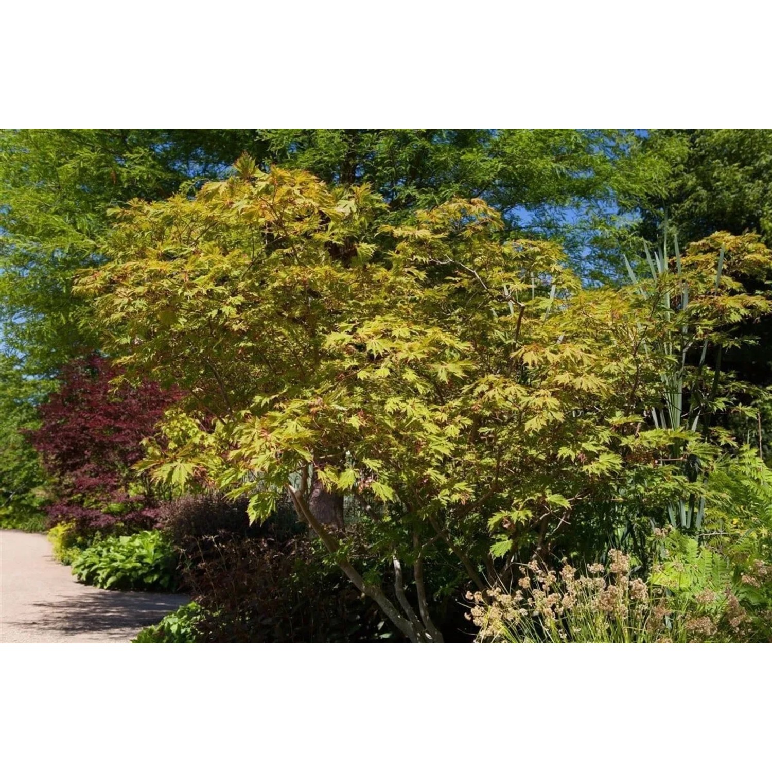 Japanischer Ahorn 'Aconitifolium', 160 cm Stammhöhe, mit grünem Laub im Garten.