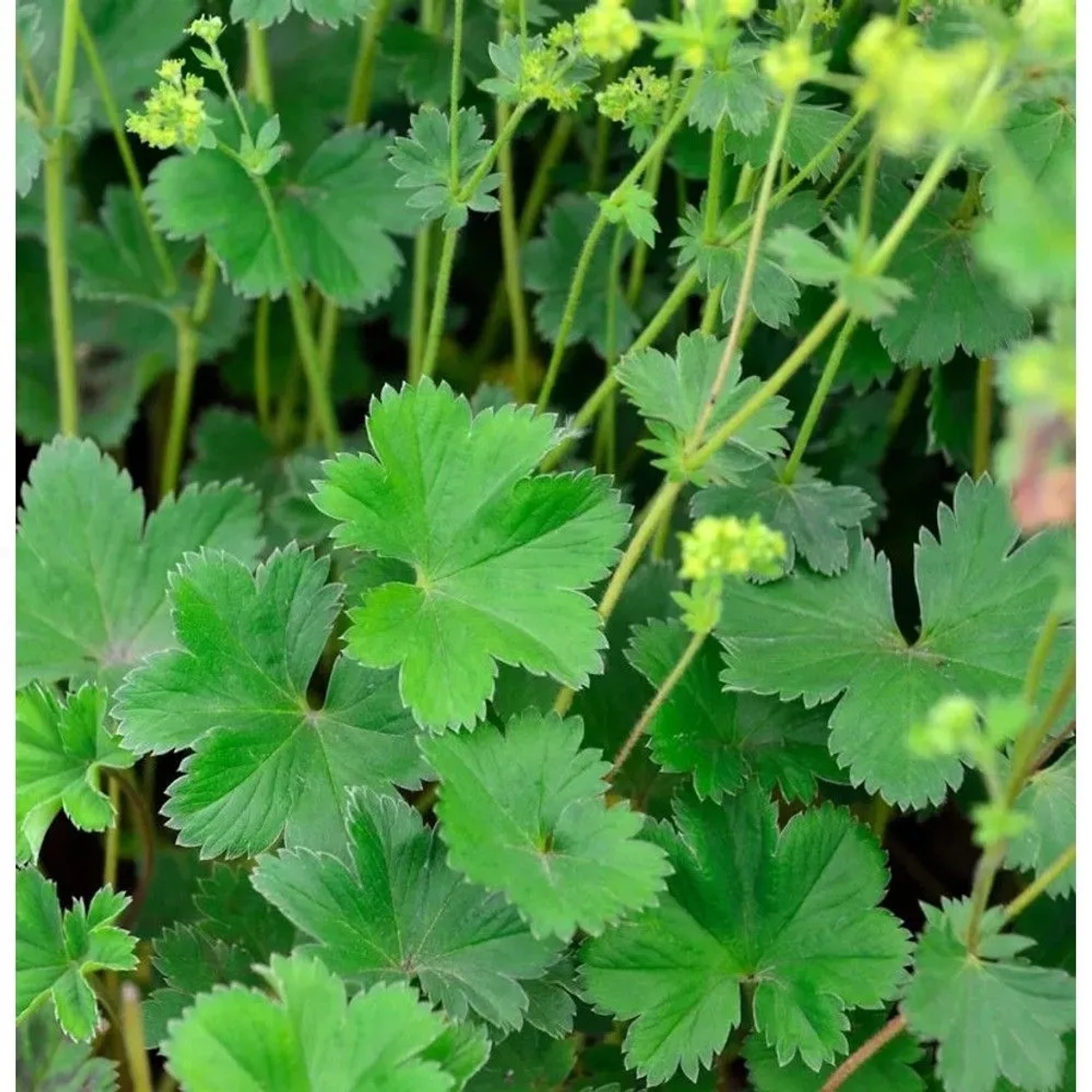 Nahaufnahme des Frauenmantel Alma (Alchemilla erythropoda) mit grünen Blättern und zarten Blüten.