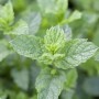 Frische grüne Minze (Mentha Spicata Maroccan) im 9x9 cm Topf. Aromatische Staude für Garten und Küche.