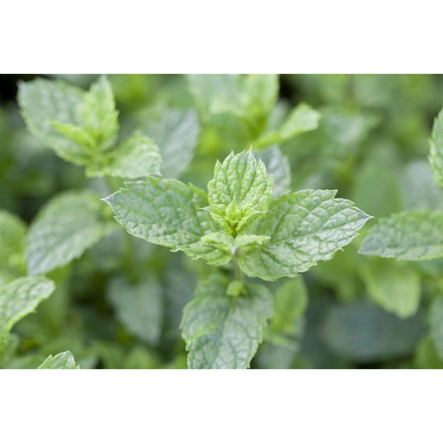 Mentha Spicata Maroccan Grüne Minze Ca. 9x9 cm Topf günstig online kaufen
