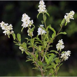 Blühender Zwergliguster (Ligustrum vulgare) mit weißen Blüten, ideal für niedrige Hecken.