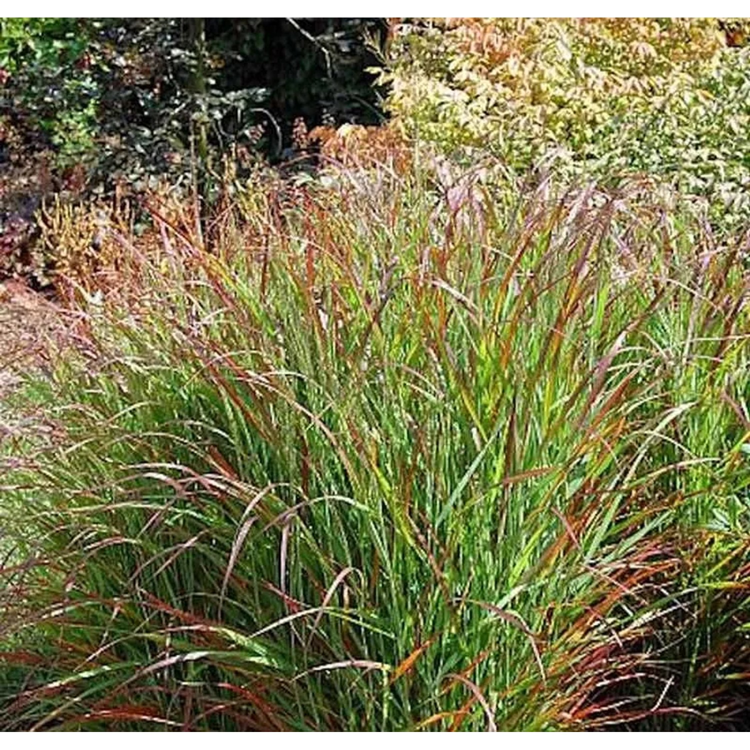 Rutenhirse Rehbraun - großer Topf - Panicum virgatum