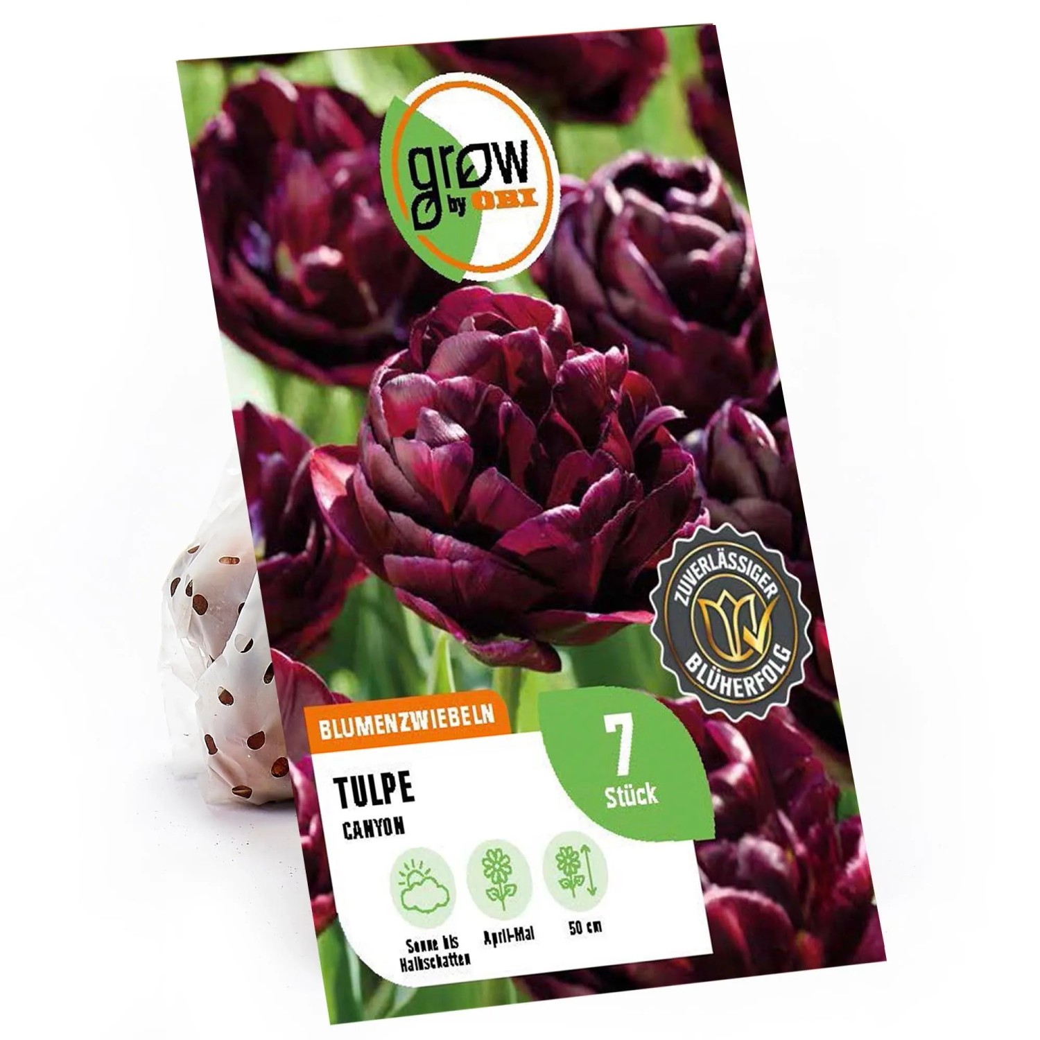 GROW By OBI Blumenzwiebeln Tulpen Canyon Purpur 7 Stück