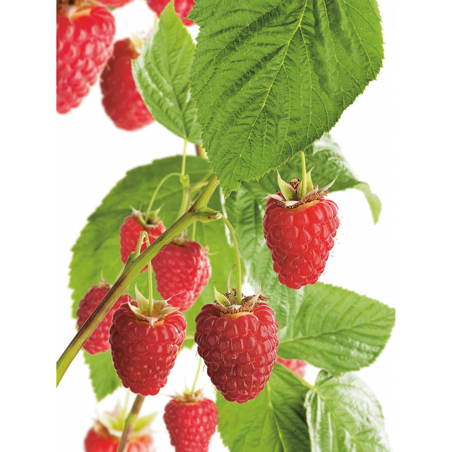 GROW by OBI Bio Himbeere Aroma Queen Topf ca. 2 l Rubus