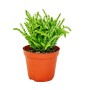 Exotenherz Sukkulente Crassula Lycopodioides (Mäuseschwanz) im braunen 8,5cm Topf.