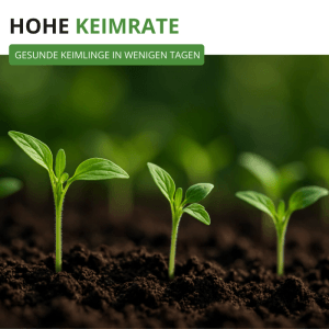 Drei junge, grüne Flaschentomaten San Marzano Keimlinge sprießen aus dunkler Erde. Hohe Keimrate für Gemüsesamen.