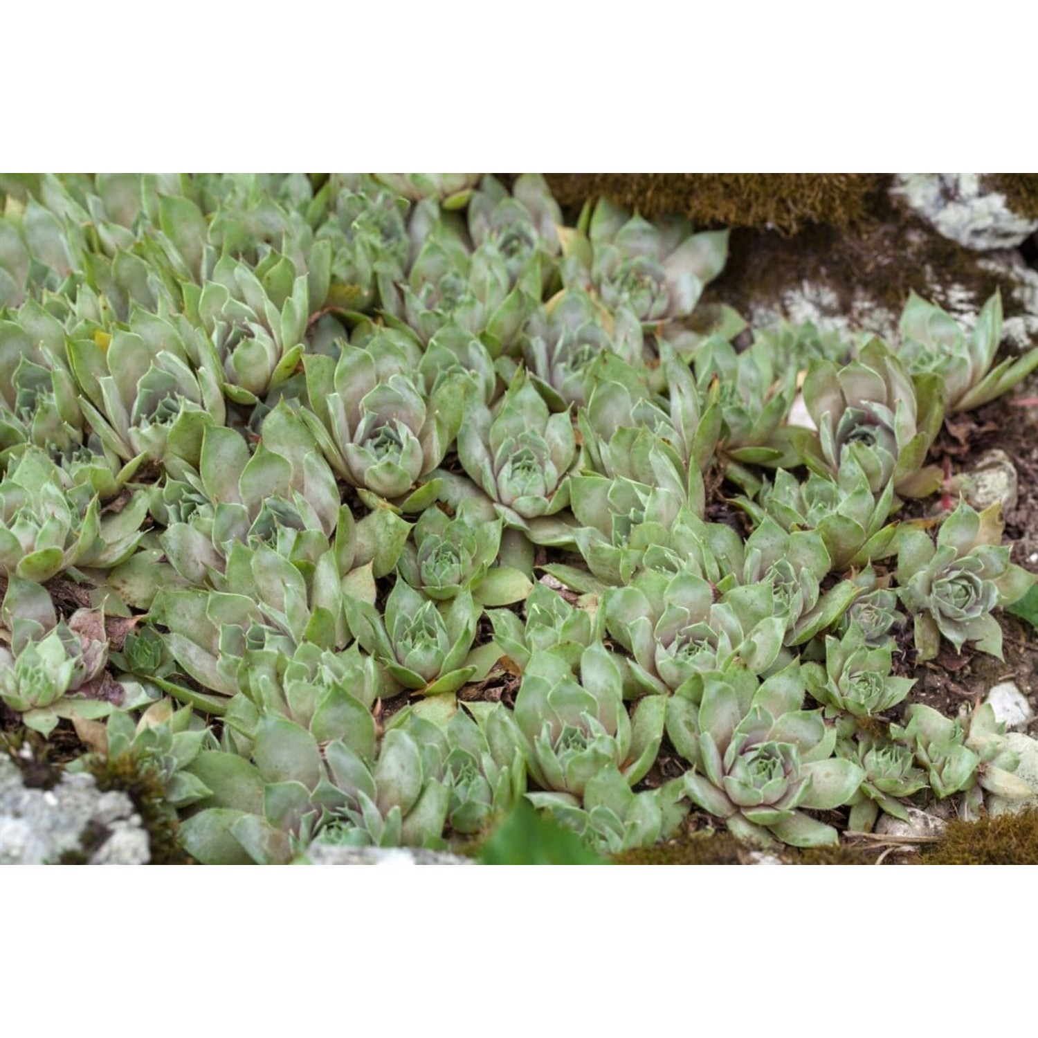Sempervivum Tectorum Var.glaucum Dachwurz Ca. 9x9 cm Topf günstig online kaufen