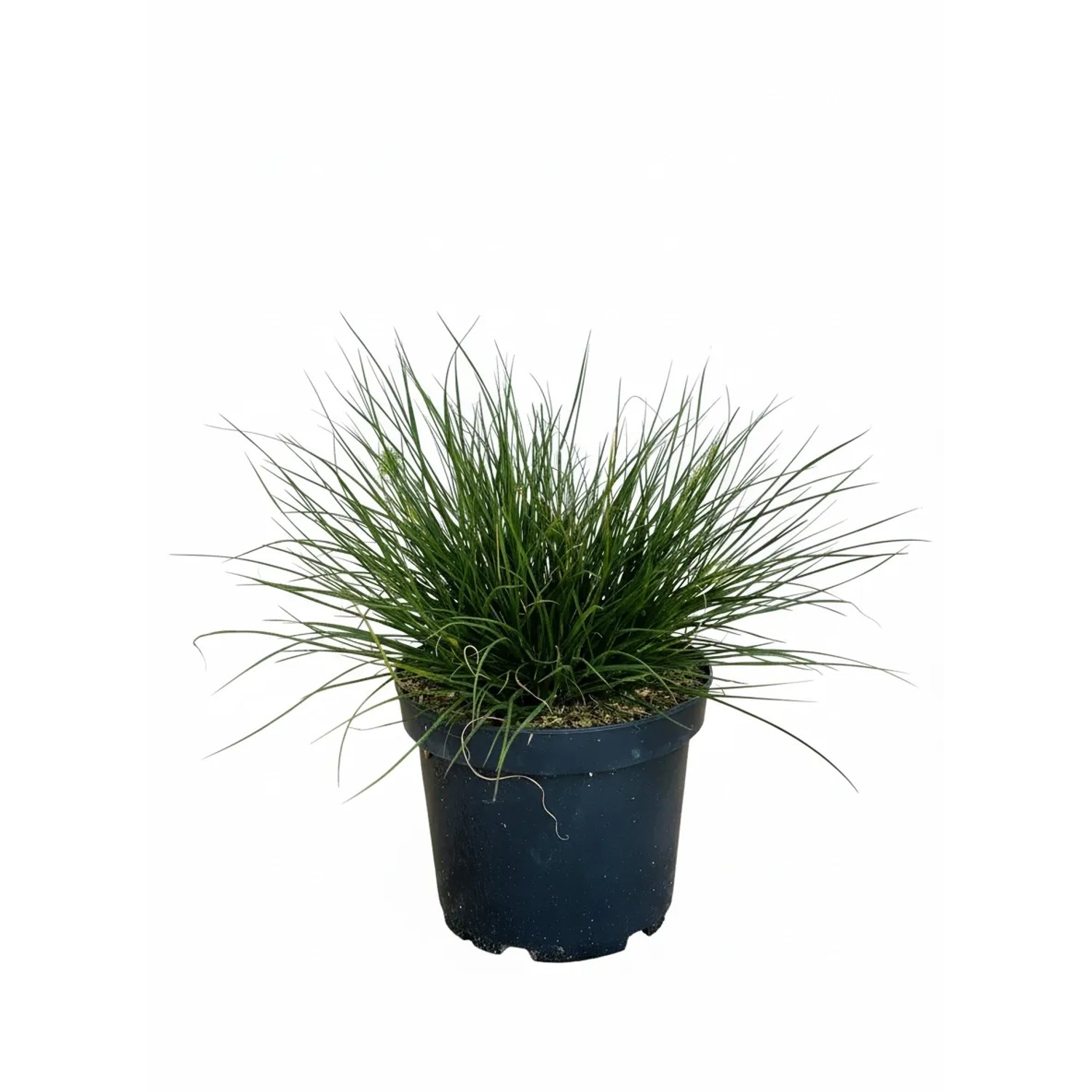 Baumfink Zwerg Lampenputzergras Little Bunny als Topfpflanze