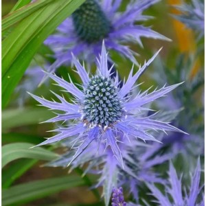 Nahaufnahme der blauen Blüte der Garten-Mannstreu Big Blue (Eryngium zabelii).