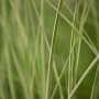 Detailaufnahme von Chinaschilf 'Kleine Silberspinne' mit grün-weiß gestreiften Blättern.