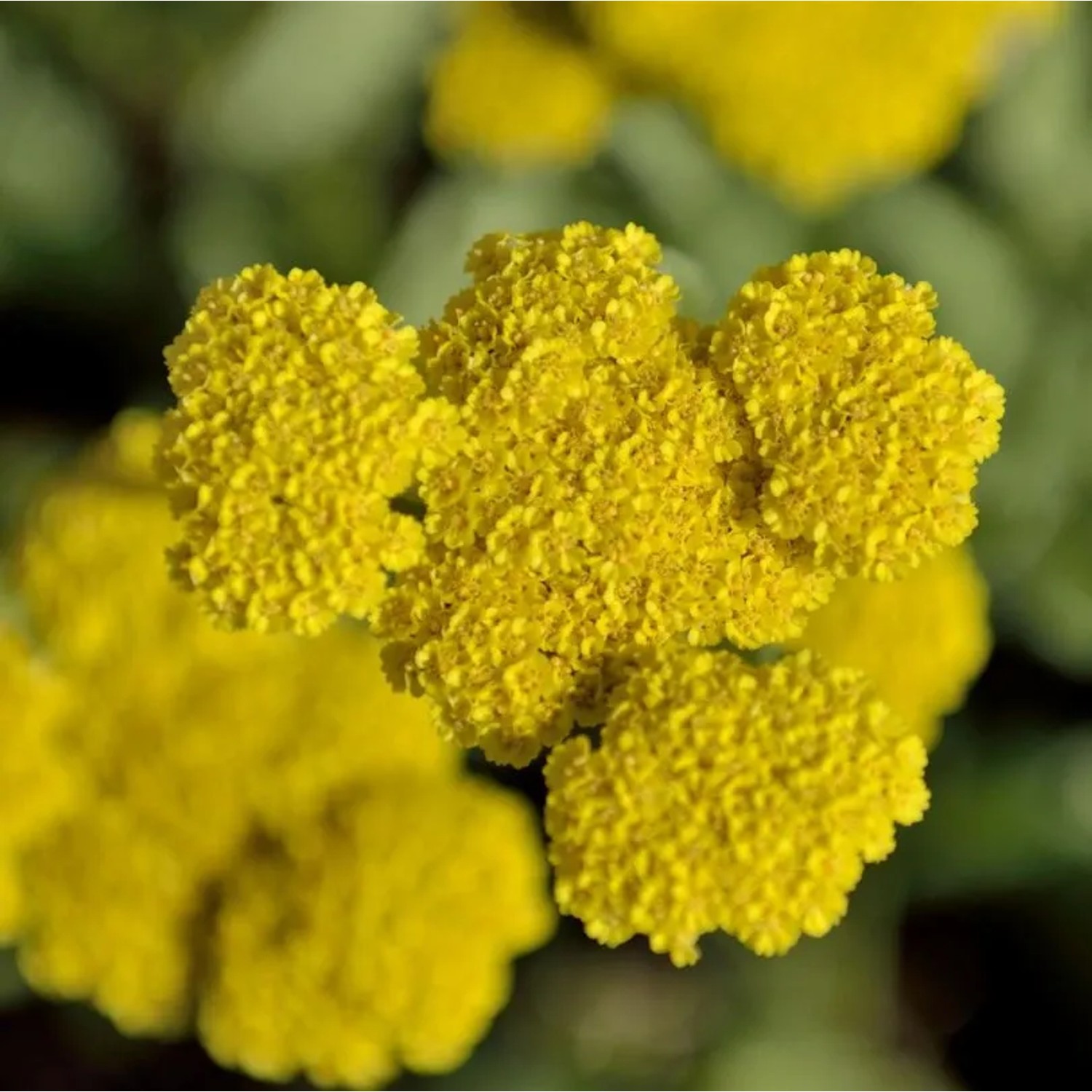 Goldquirlgarbe Moonshine - Achillea clypeolata