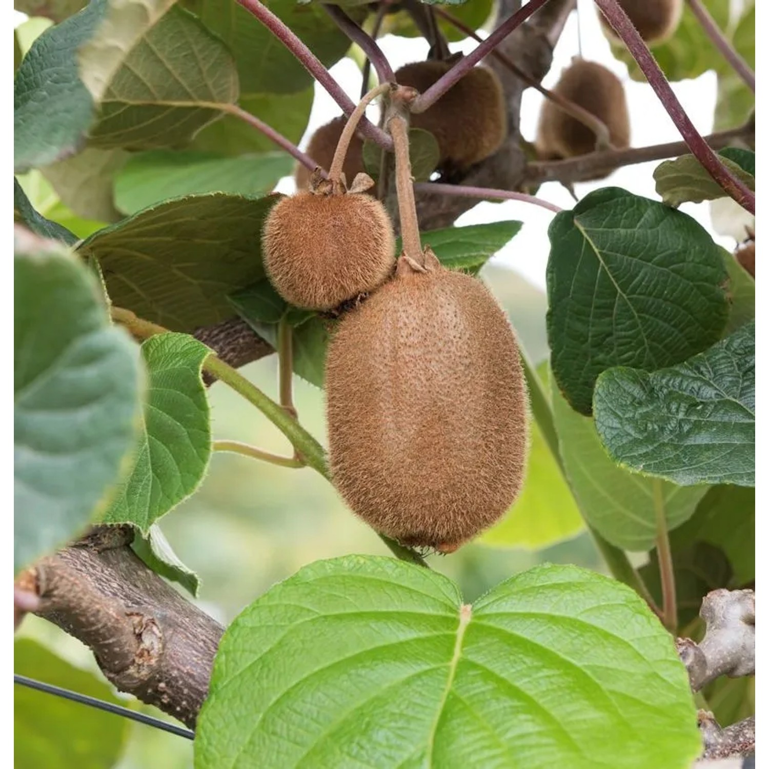 Kiwi Super Jumbo 60-80cm - Actinidia arguta