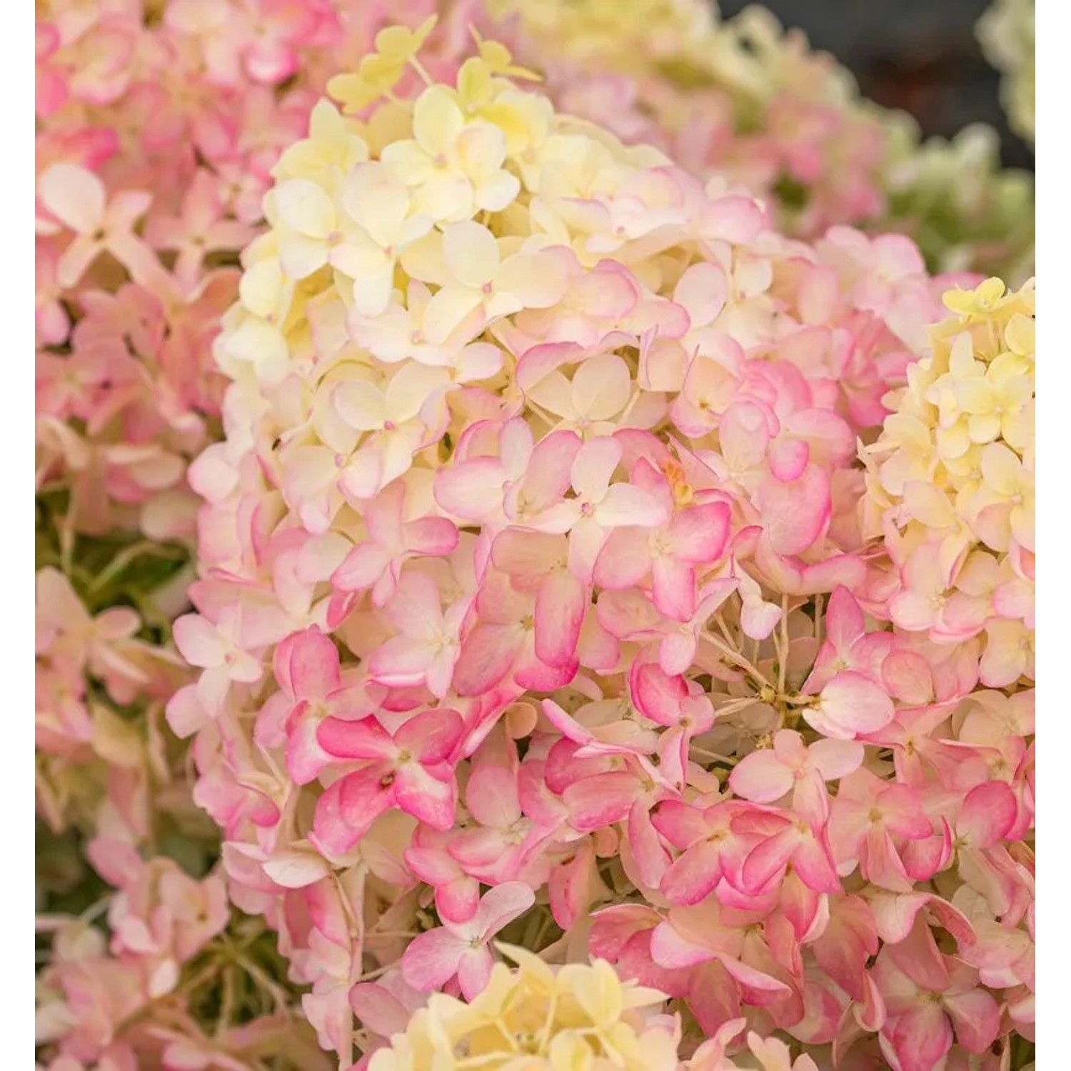 Rispenhortensie Magical Summer 30-40cm - Hydrangea paniculata