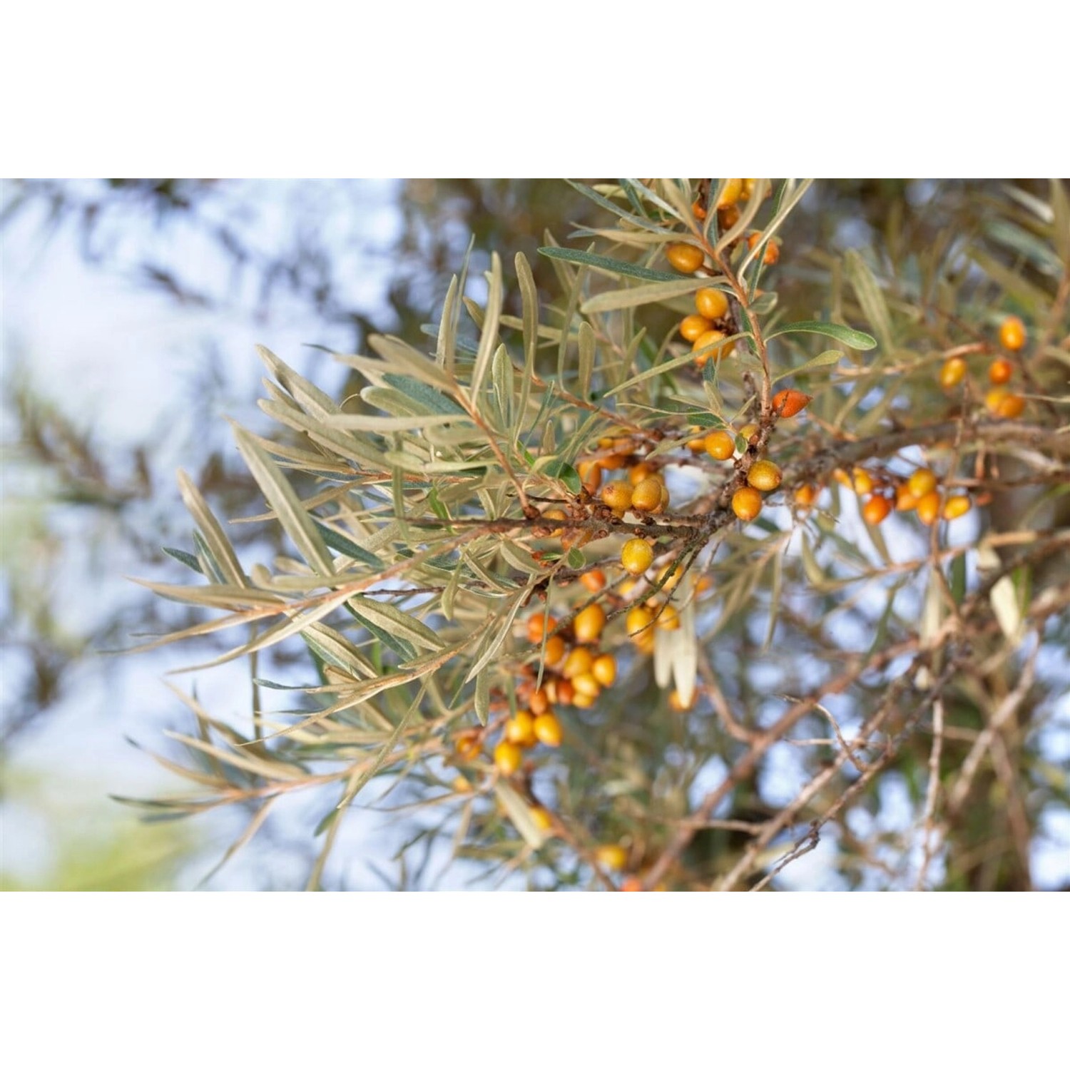 Hippophae Rhamnoides Sanddorn 60–100 Cm günstig online kaufen