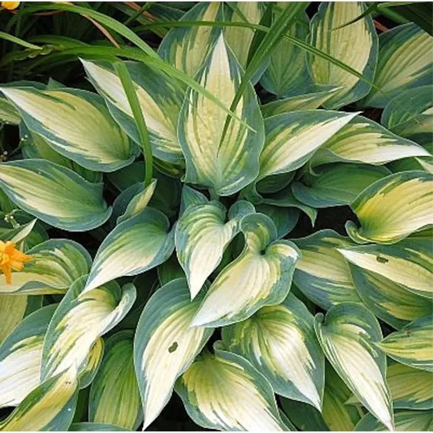 Graublattfunkie 'June' (Hosta tardiana) im Topf, grüne und gelbe Blätter.