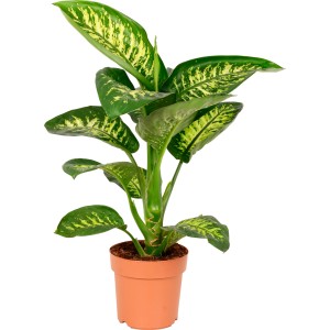 Dieffenbachie Tropic Snow im Topf, Zimmerpflanze mit grün-gelben Blättern.