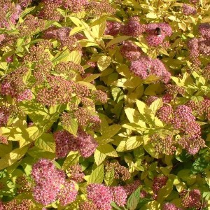 Sommerspiere 'Goldflame' Spiraea japonica 25 bis 30 cm im Container Herbstfärbung