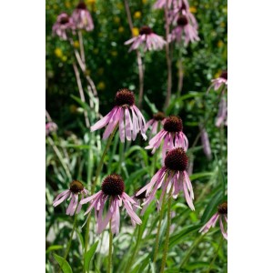 Blassrosa Echinacea Pallida (Sonnenhut) im 9x9 cm Topf, Stauden für sonnige Standorte.