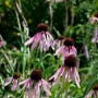 Blassrosa Echinacea Pallida (Sonnenhut) im 9x9 cm Topf, Stauden für sonnige Standorte.
