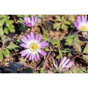 Rosa Anemone Blanda Charmer Balkan-Windröschen im 9x9 cm Topf. Zarte Blüten und grünes Laub.