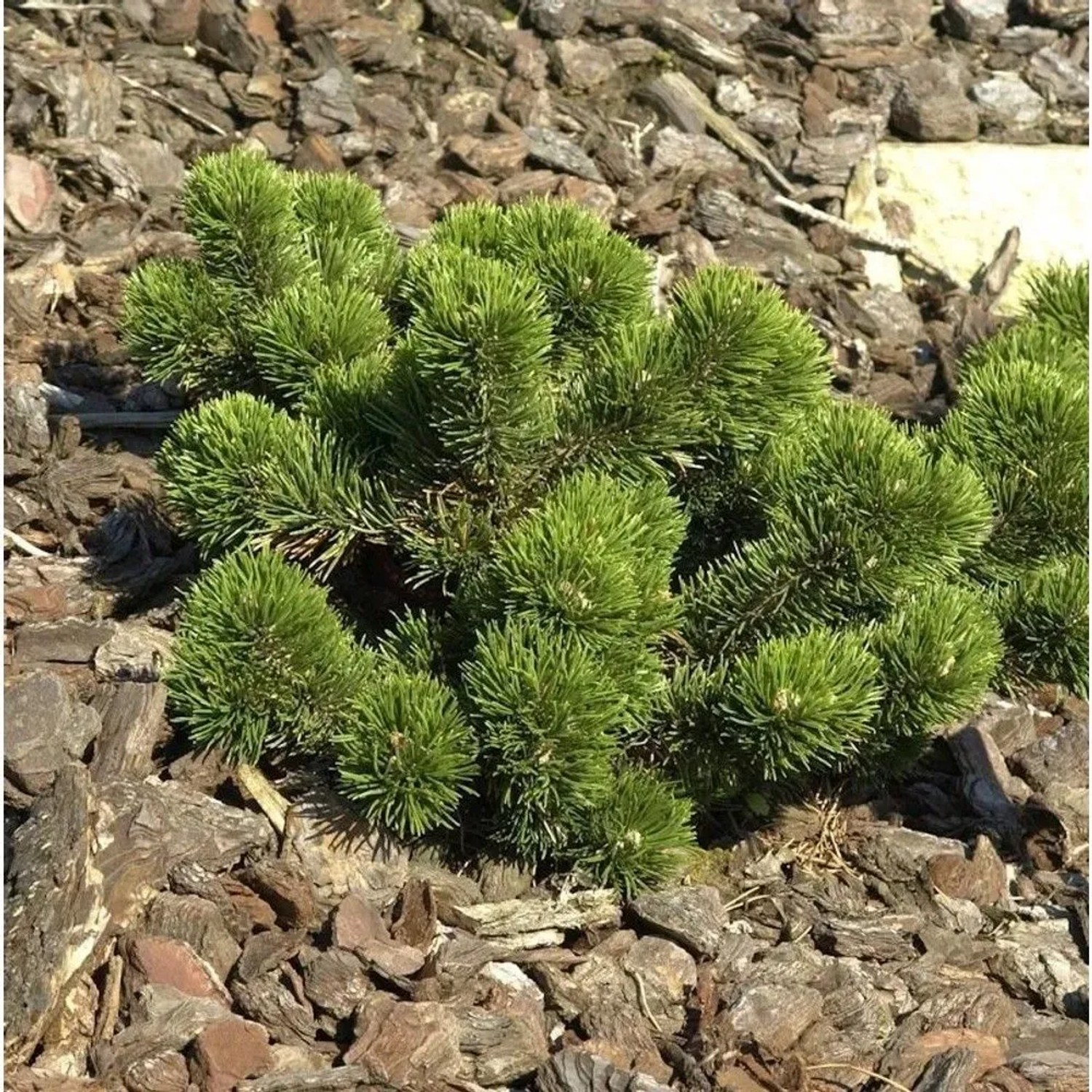 Bizarre Zwerg Kiefer Jakobsen 20-25cm - Pinus mugo