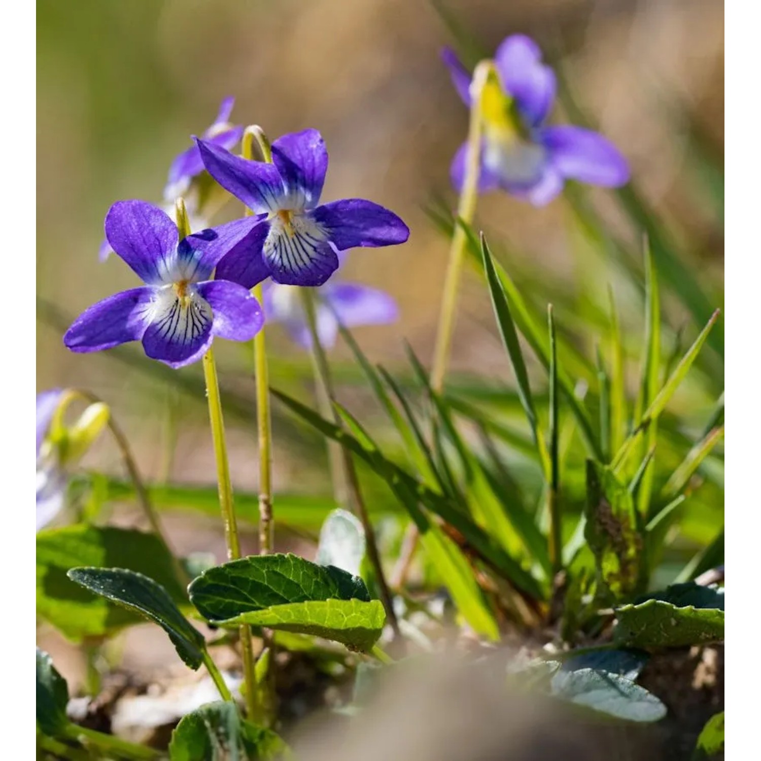 Hunds-Veilchen  - Viola canina